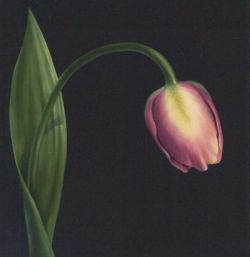 Beginning Oils - Tulip E Tutorial